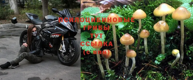 Галлюциногенные грибы Psilocybine cubensis  Майкоп 